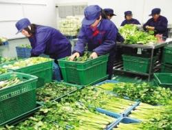 炭步蔬菜配送公司 依托冷鏈保鮮技術，打造苗木與生鮮一體化供應鏈新標桿