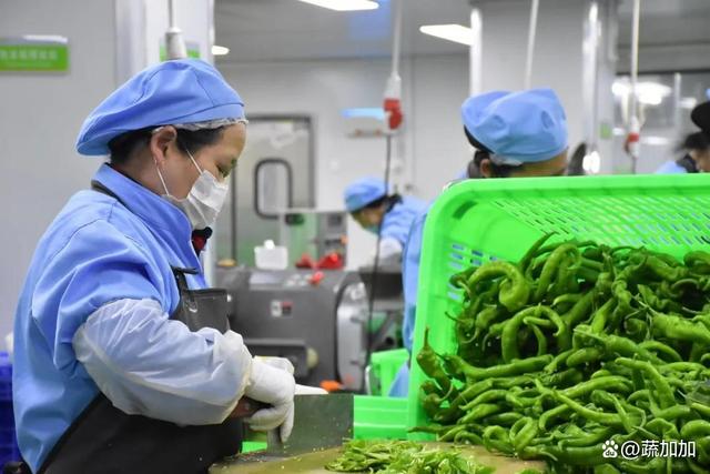 食材凈菜加工與預(yù)制菜的差異化解析 以蔬菜為例，保鮮與便利的兩大烹飪革新